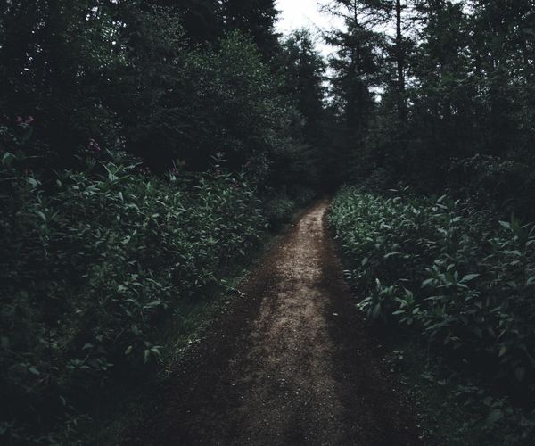 A path winding through a green forest, representing a long-term journey.